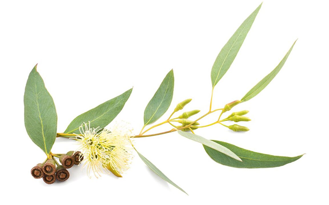 Eukalyptus olej v Hondrolife